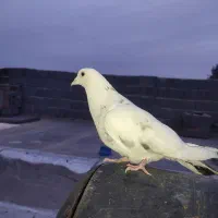 کفتر کبوتر پرنده