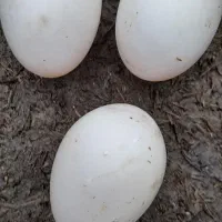 تخم اردک نطفه دار