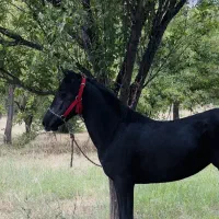 کره مادیان مشکی ۱۸ماه