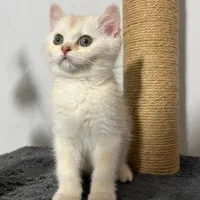 گربه بریتیش سیلورگلد خالص