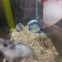 همستر وینتر وایت و کمپل|موش و خرگوش|تهران, مشیریه|دیوار