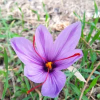 زعفران اعلای استانه