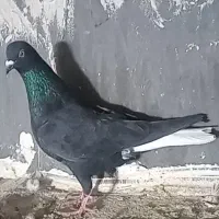 کفتر گمشده