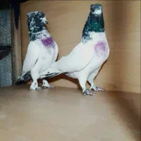 ماده کلدم سبز کاکلی پرشی