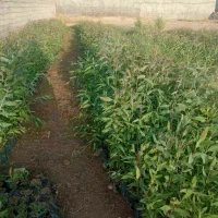 نهال آکالیپتوس. اکالاتوس