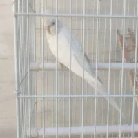 عروس هلندی دستی وسخن گو با قفس ۵ملیون|پرنده|کوهدشت, |دیوار