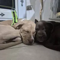 توله پیت بول|سگ|کرج, حیدرآباد|دیوار