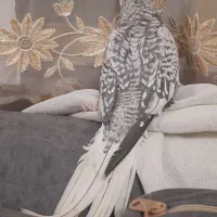 عروس ایزابلا|پرنده|بجنورد, |دیوار