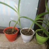 گل برگ ذرتی