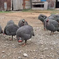 مرغ شاخدار|حیوانات مزرعه|گمیشان, |دیوار