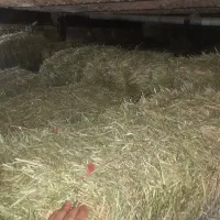 پرس شبدر درجه یک|لوازم جانبی حیوانات|بروجرد, |دیوار