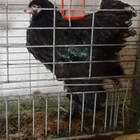 تک خروس برهما بلک 6 ماهه
