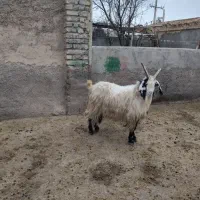 بز نر جلو رو|حیوانات مزرعه|شیروان (خراسان), |دیوار