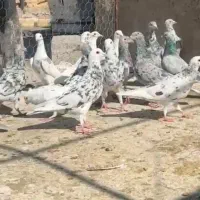دسته سرور جوان عروسک زدو خورذی|پرنده|شیراز, نصر|دیوار