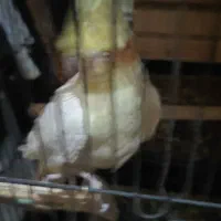 عروس هلندی دستی ۴یک جفت سر تخمن و