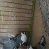 دمگیر|پرنده|اصفهان, پزوه|دیوار