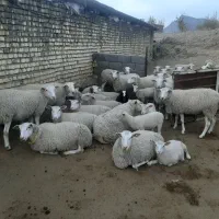 فروش میش و بره رومن|حیوانات مزرعه|قم, خداکرم|دیوار
