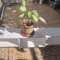 زیر گلدانی تر تمیز ومحکم جنس ام دی اف جا دار|گل و گیاه طبیعی|ایذه, |دیوار