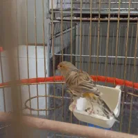 قناری نر بخون|پرنده|قوچان, |دیوار