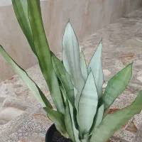 گل سانسوریا