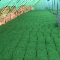 بانک نشا نشا آماده