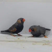 فنچ ایمو شارکول نر