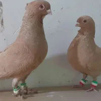 زردفری نروماده زیبا