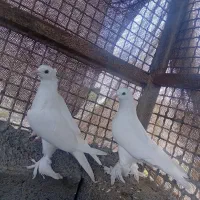 کفتر گره کوک