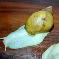 فروش فوری حلزون‌ آچاتینا آلبینو قیمت خیلی پایین|خزنده|قم, باغ شریفی|دیوار