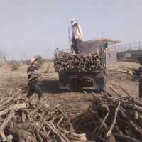 هرس و خرید چوب   از ۵۰۰کیلو به بالا