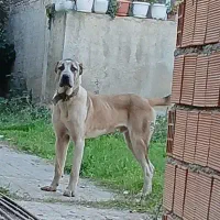 سگ نر الابای. پژدر سراب افغان ژرمن