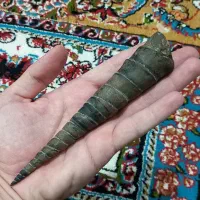 فروش ۲ عدد عرج بیابانی