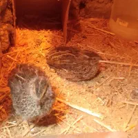 جوجه بلدرچین|حیوانات مزرعه|چناران, |دیوار