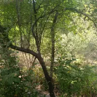 باغ مغان روستای مغان رودخانه جوی آب منظره ویو|فروش زمین و ملک کلنگی|مشهد, کوی ولیعصر|دیوار