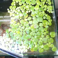 گیاه آکواریوم