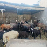 میش بره افشاری و کردی