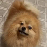 پامر انیان نر دو سر خرسی|سگ|بندرعباس, |دیوار