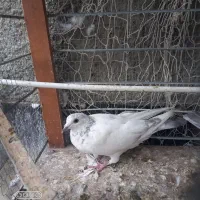 کفتر|پرنده|چناران, |دیوار