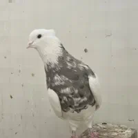 نر زیتونی هفت رنگ نر الماسی قهوه ای|پرنده|کرمانشاه, |دیوار