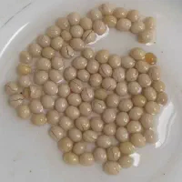 حلزون مولد و خاک مخصوص حلزون و تخم حلزون|خزنده|سنندج, |دیوار