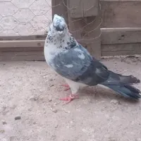 کفتر نر