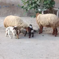 گوسفند مطافیل دوتا نر زیرشون شرط مالت جنی