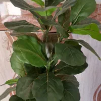 درختچه مصنوعی شکوفه با تنه طبیعی|گل مصنوعی|رامشیر, |دیوار