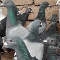 ۳۰تا کفتر گردن کلفت سروکله دار