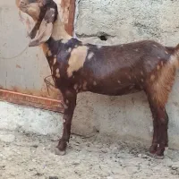 بزغاله است نژادبیتل