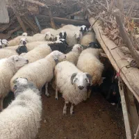 میش وقوش|حیوانات مزرعه|بردسیر, |دیوار