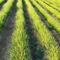 نهال پیاز مینروا|خدمات باغبانی و درختکاری|جیرفت, |دیوار