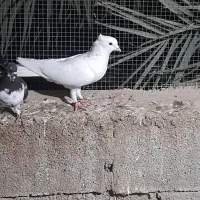 کبوتر|پرنده|اهرم, |دیوار