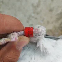 جوجه پلاکی|پرنده|شیراز, بید زرد|دیوار