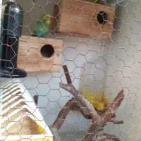 لانه مخصوص مرغ عشق و فنچ برای تخم گذاری